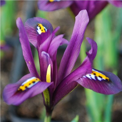 Ирис Reticulata J.S. Dijt "Джей Эс Дийт" 5 шт