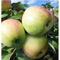 Яблоня колонновидная Восторг, арт.: 75107