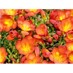 Фрезия махровая оранжевая "Freesia Orange" 10шт