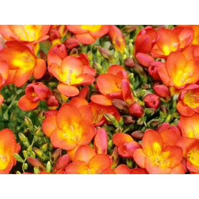 Фрезия махровая оранжевая "Freesia Orange" 10шт