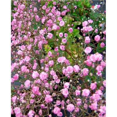 Саженцы Гипсофила Фламинго, арт.: 73025