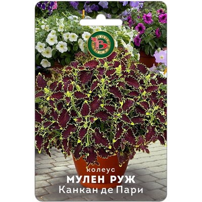 Колеус Мулен Руж Канкан де Пари