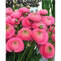 Лютик розовый, арт.: 5681