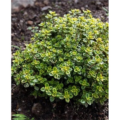 Тимьян лимоннопахнущий, арт.: 69291