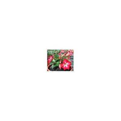 Adenium Obesum Desert Rose MINI SIZE PINK (Мини, карликовый)