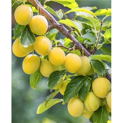 Саженцы Слива Ренклод колхозный, арт.: 73185