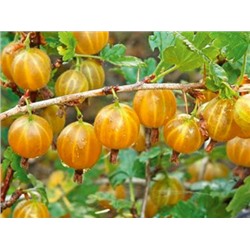 Крыжовник Английский жёлтый