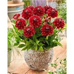 Клубни Георгин декоративный Ред Рок, арт.: 74610