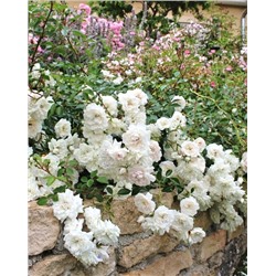 Саженцы Роза почвопокровная Си Фоум, арт.: 74764