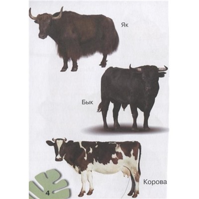 Животные. 200 картинок. Пирожник С.