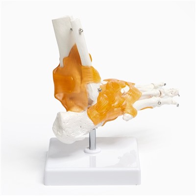 Анатомическая модель «Макет голеностопного сустава», 21×20 см