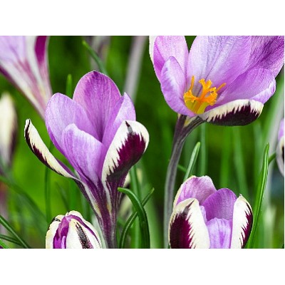 Крокус Spring Beauty "Спринг Бьюти" 5шт