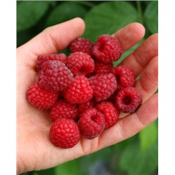 Саженцы Саженцы Малина Микер, арт.: 70253