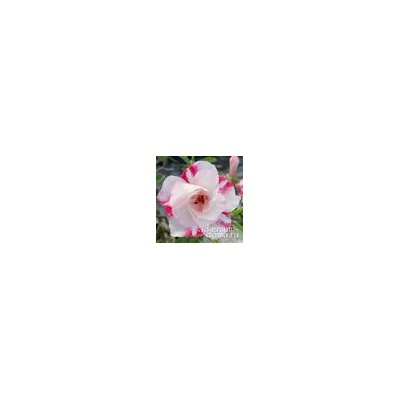 Adenium Obesum Double Flower PEBBLE