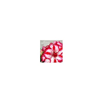 Adenium Obesum Double Flower BERTHA