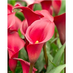 Луковицы Калла Ред Чарм, арт.: 74602