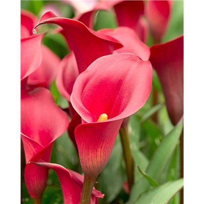 Луковицы Калла Ред Чарм, арт.: 74602