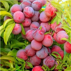 Саженцы Слива Уральские зори, арт.: 73048