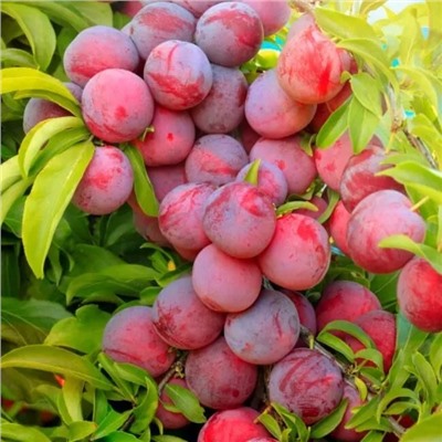 Саженцы Слива Уральские зори, арт.: 73048