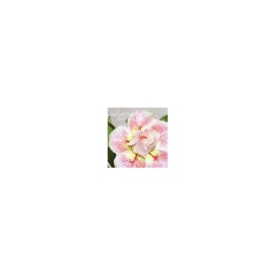 Adenium Obesum Double Flower TRINH NU