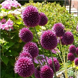 Allium Sphaerocephalon "Лук декоративный Круговой" 5шт