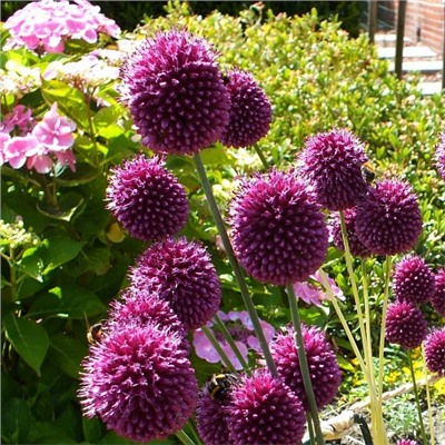 Allium Sphaerocephalon "Лук декоративный Круговой" 5шт