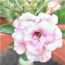 Adenium Obesum Double Flower NEW-156