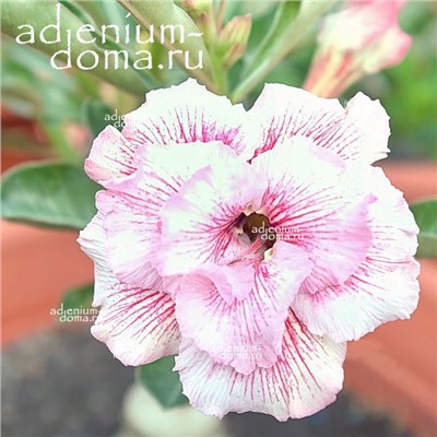 Adenium Obesum Double Flower NEW-156