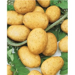 Семенной Картофель Горняк, арт.: 4089