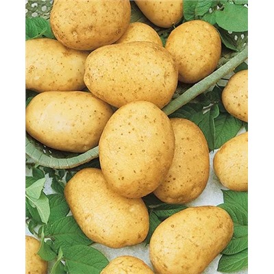 Семенной Картофель Горняк, арт.: 4089