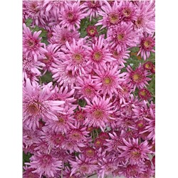 Саженцы Хризантема корейская Анна Ярославна, арт.: 69985