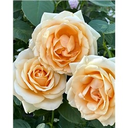 Саженцы Роза чайно-гибридная Пич Аваланш, арт.: 74985