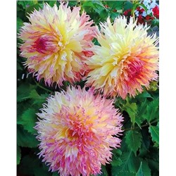 Клубни Георгин бахромчатый Миртлес Фолли, арт.: 69631