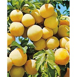 Саженцы Комплект полукарликовых слив №4: Алтайская юбилейная, Чёрная крупная, арт.: 69214