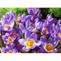 Крокус Sieberi Tricolor "Сайбери Триколор" 5шт