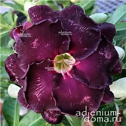 Adenium Obesum Double Flower NEW-109