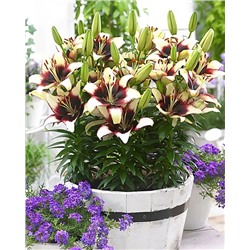 Луковицы Лилия азиатская горшечная Куритиба, фасовка: 1 саженец, арт.: 74644