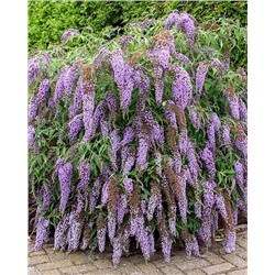 Саженцы Буддлея Вистерия Лэйн, арт.: 74754