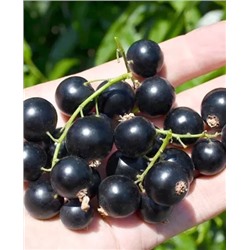 Саженцы Смородина Черниговская, арт.: 70264