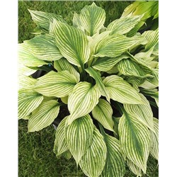 Корень Хоста Сильвер фезер, арт.: 74884