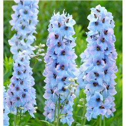 Корни (саженцы) Дельфиниум Моргентау, арт.: 75246