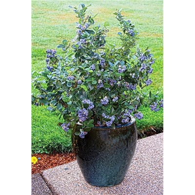 Голубика Топ Хэт, арт.: 883