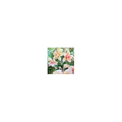 Adenium Obesum Double Flower NEW-178