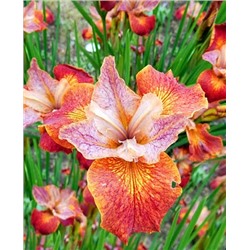 Луковицы (корни) Ирис сибирский Паприкаш, арт.: 69652