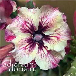 Adenium Obesum Double Flower P_GALAXY
