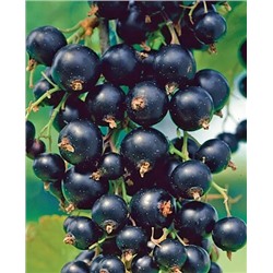 Саженцы Смородина черная Ориана, арт.: 789