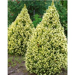 Саженцы Ель канадская Сан он зе скай, арт.: 74734