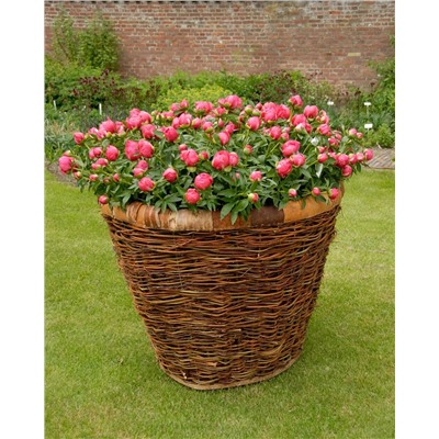 Пион Флейм, арт.: 74878