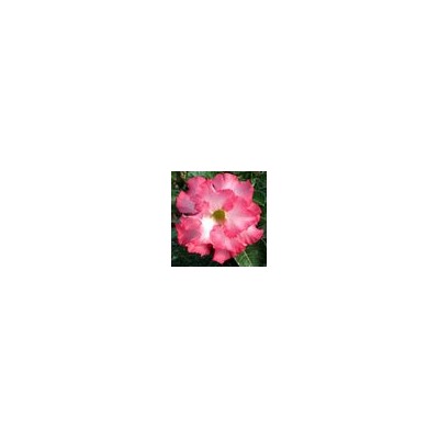 Adenium Obesum Double Flower MERMAID