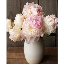 Пион Энджел Чикс, арт.: 74680